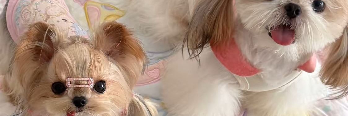 小x呆呆脑's banner