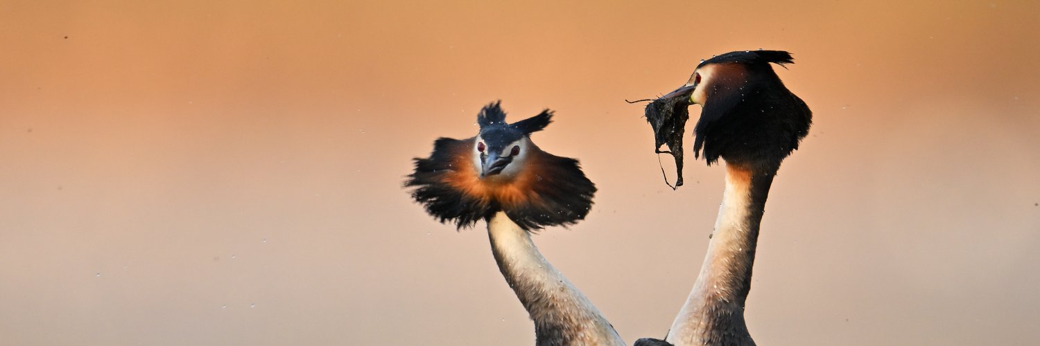 BirdLife Europe & Central Asia's banner