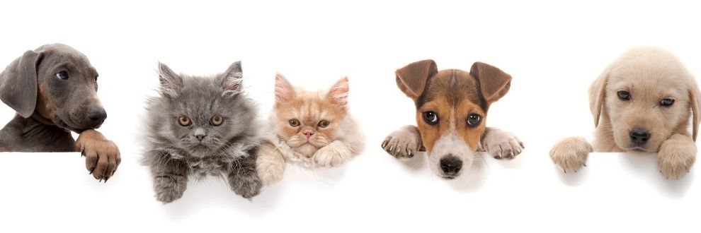 The World Of Animals & Pets's banner