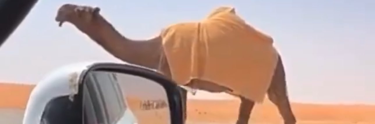 فالح الضبعاني🐪's banner
