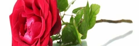 نور القمر's banner