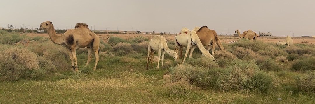 تركي بن ممّدوح's banner