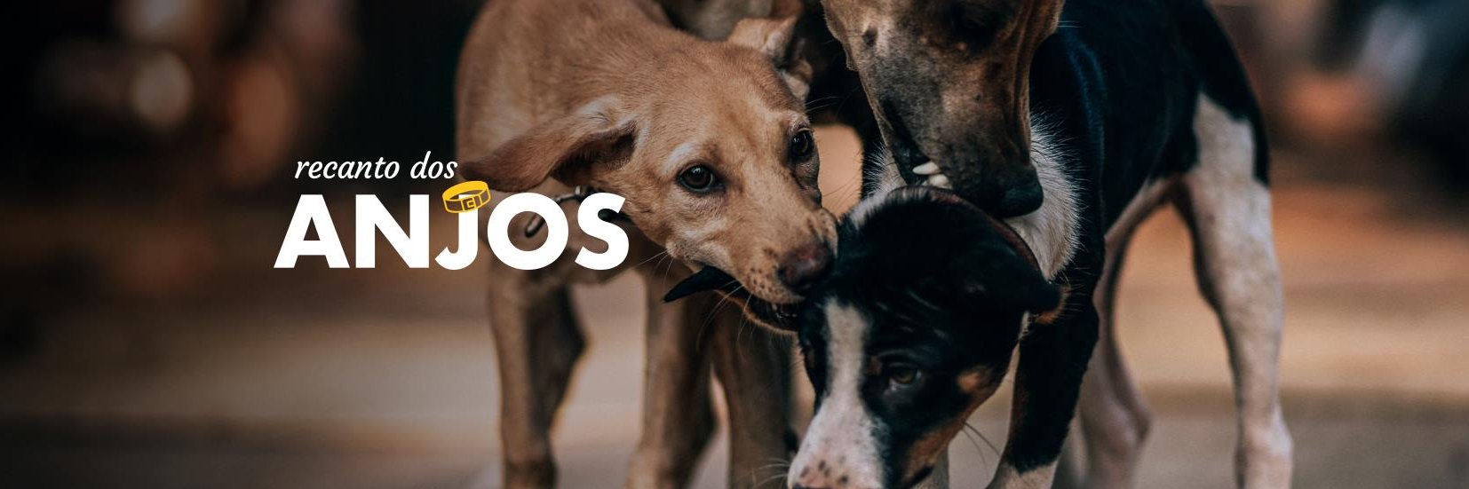 Anjos para adoção's banner