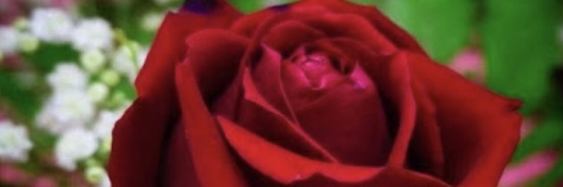 ام فهد ♥️ بنت المرقاب's banner