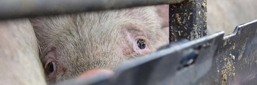 Animal Save Movement's banner