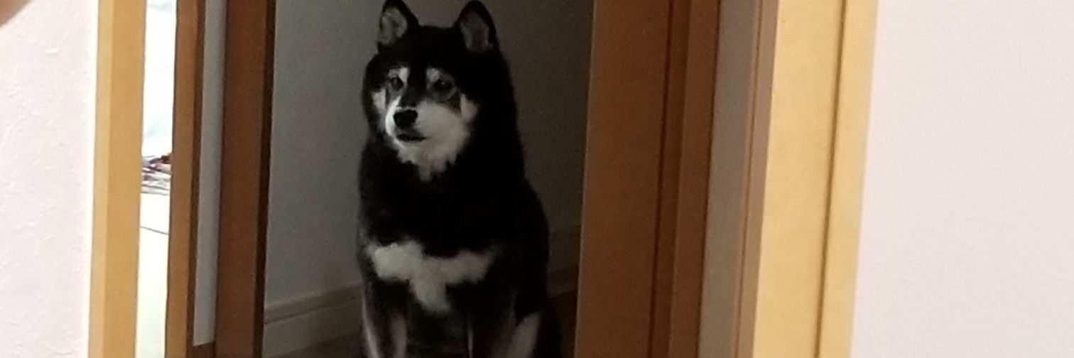 黒柴あずき's banner