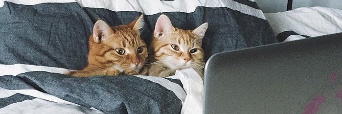 癒しの動物's banner