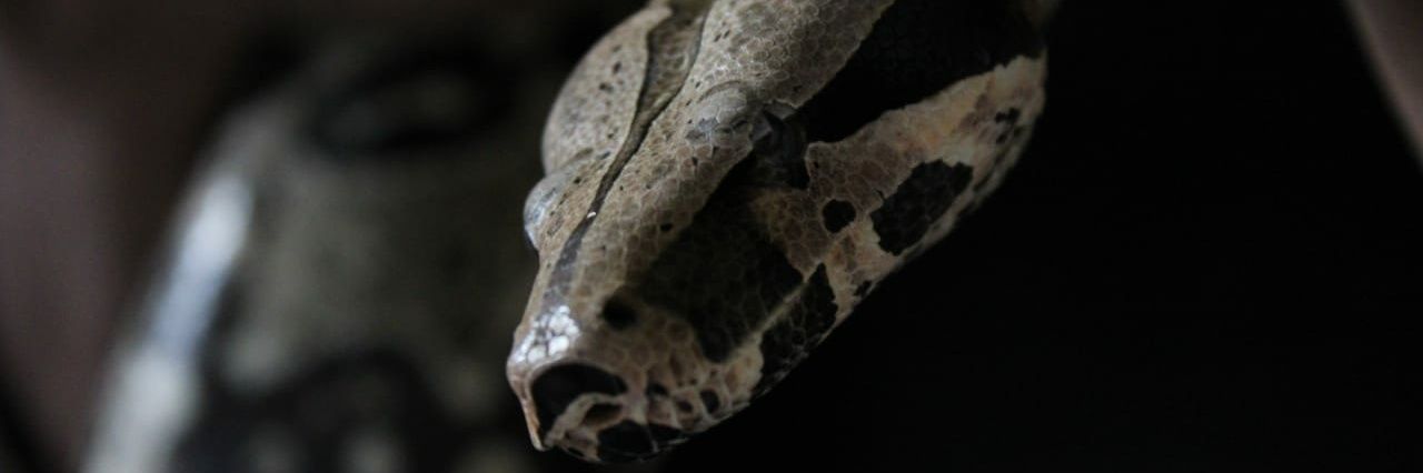 Legião Escamada 🐍🦎🐊🐢's banner