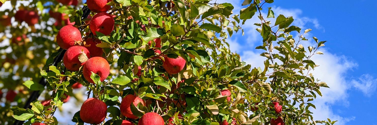 北沢毅/リンゴ野郎🍎's banner