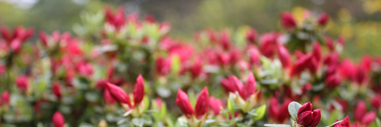 嵯峨(サガ)@FF6RTAやってます's banner