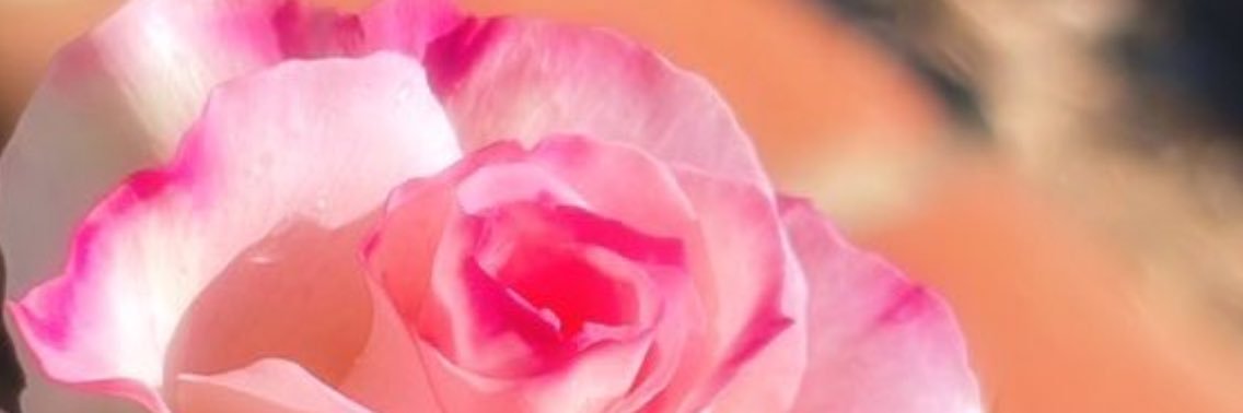 𝚑𝚊𝚗𝚊 ꕤ's banner