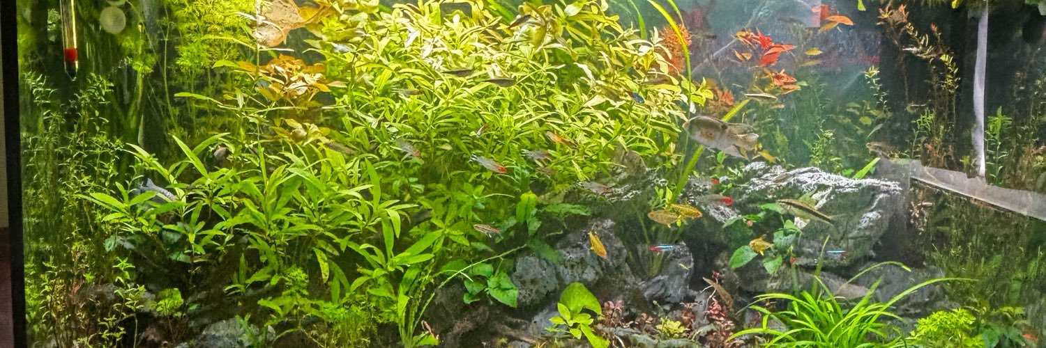 stef's banner