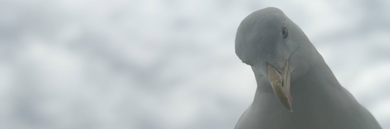Burak Aksak's banner