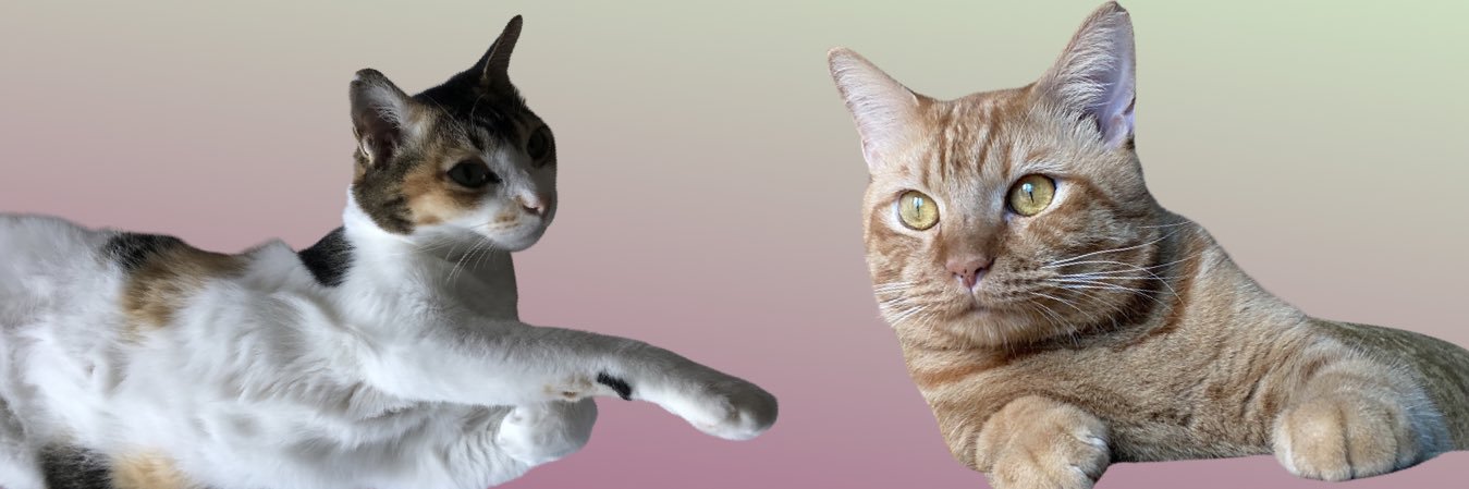 Ravio Patra's banner