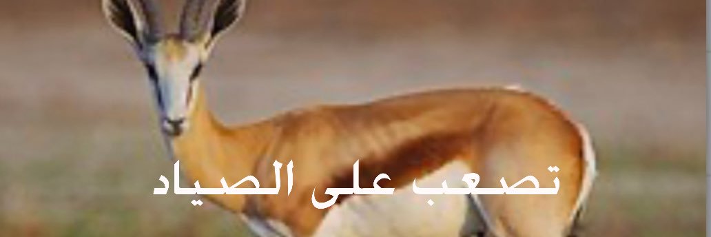 🇶🇦 ظـبـيـة 🇶🇦's banner