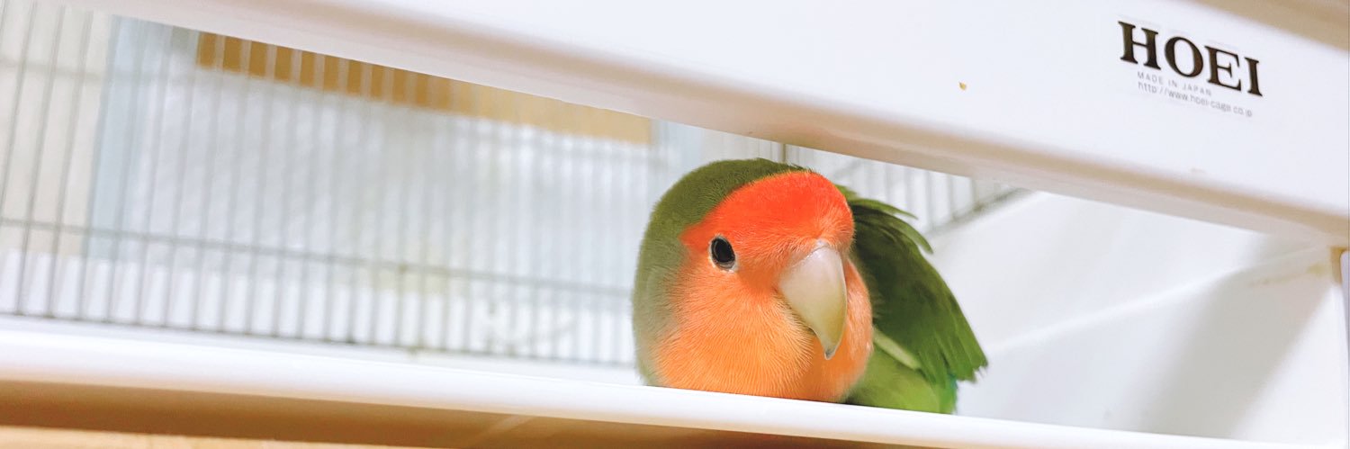 いんこ日和's banner