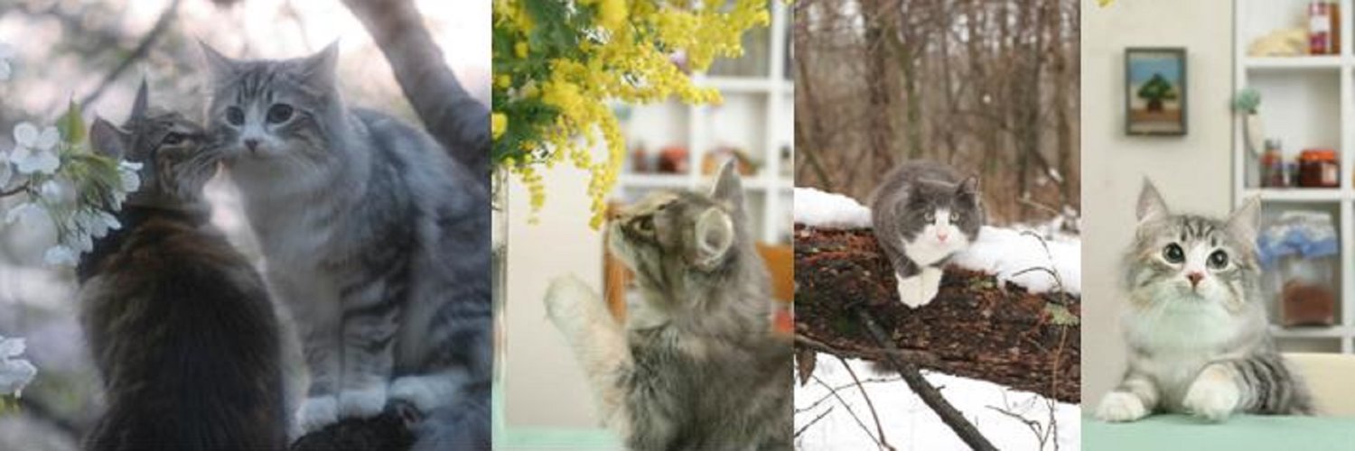 那須の森猫RIEN（ノルウェージャンフォレストキャットブリーダー）'s banner
