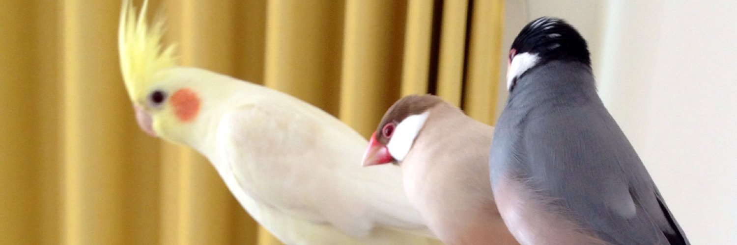 Jasmine fragrance's banner