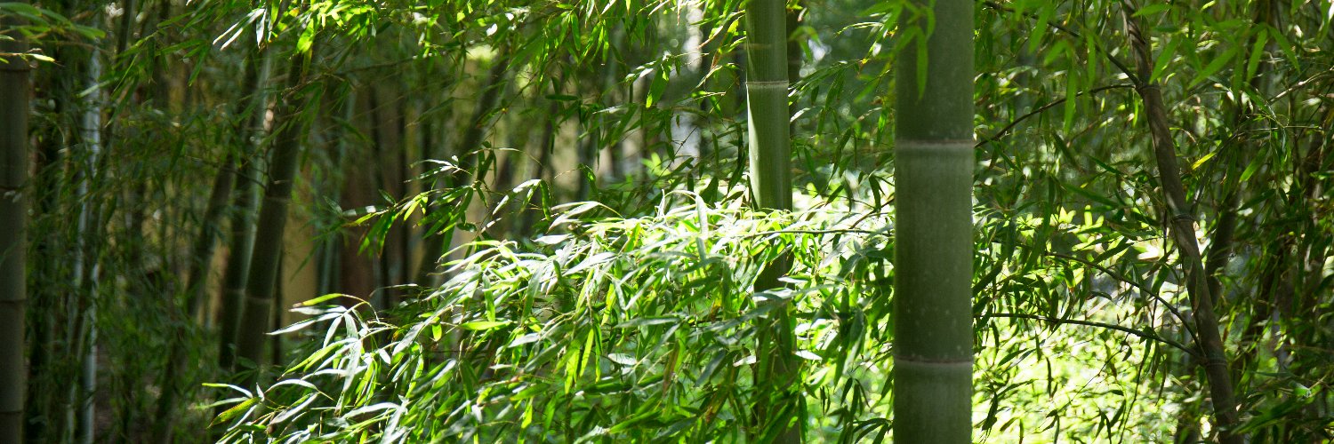 Bamboo's banner