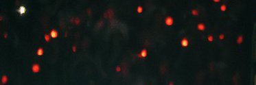 arian's banner