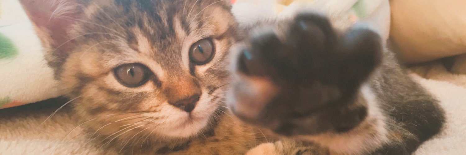 ねこのタオちゃん🐾's banner