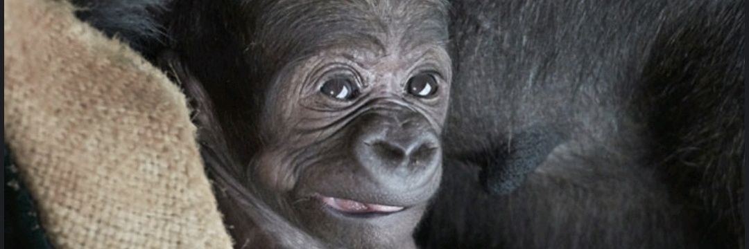 L'Animal est une Personne's banner