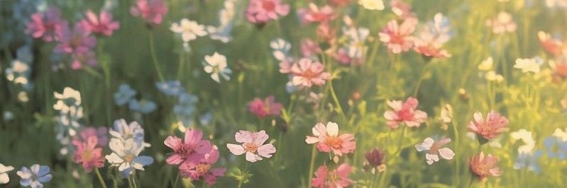 mayar✨'s banner
