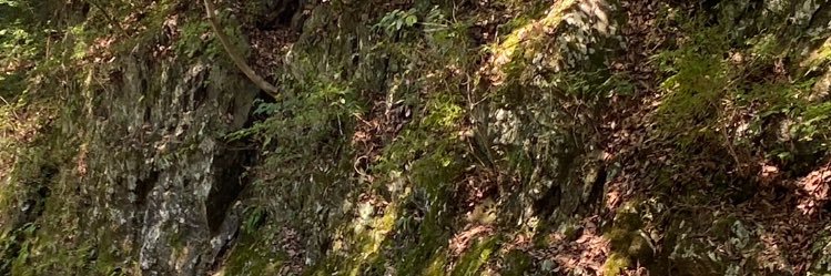 がっせい's banner