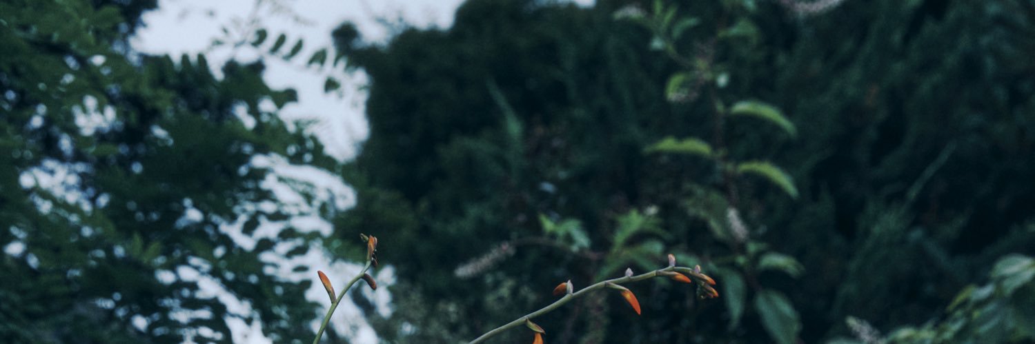 🌏's banner