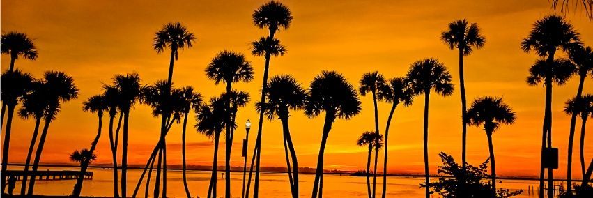 Margaret🌴Siegien 🐦📷's banner