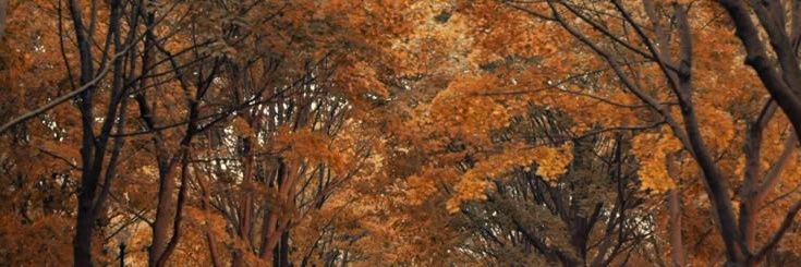 manjima🍂's banner