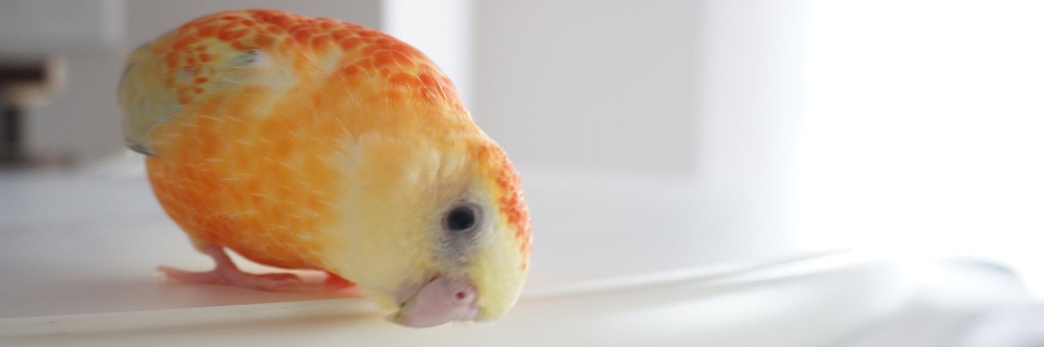 ピノノア's banner