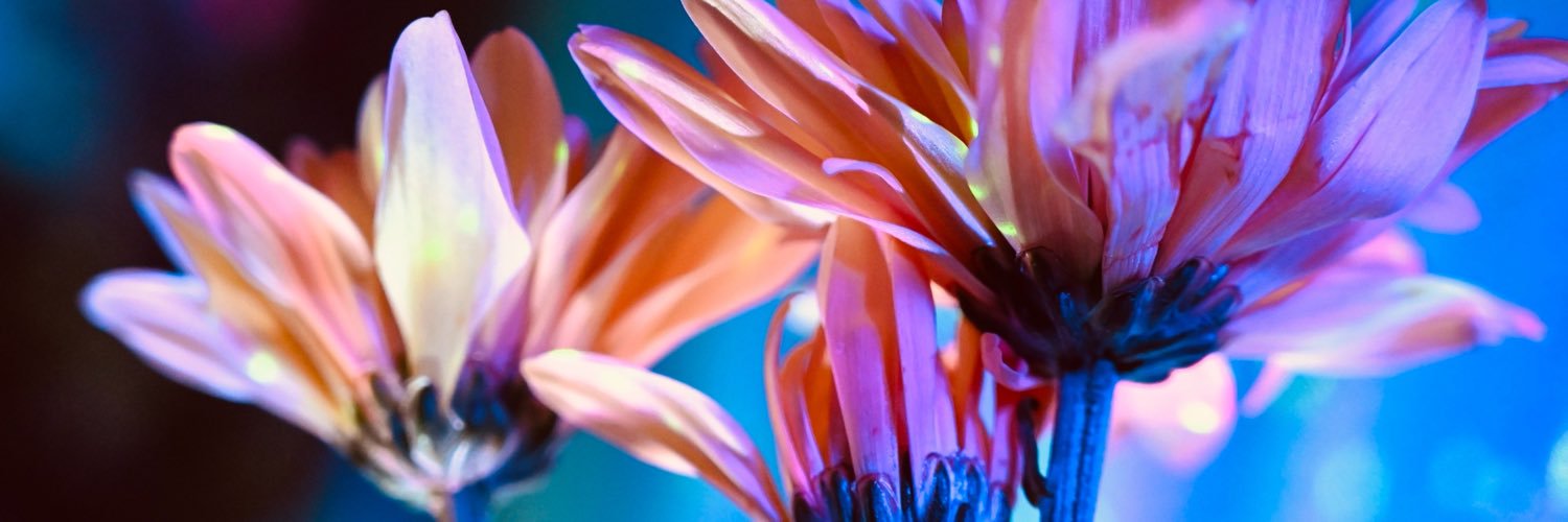 May Yamamoto💐 agape.'s banner