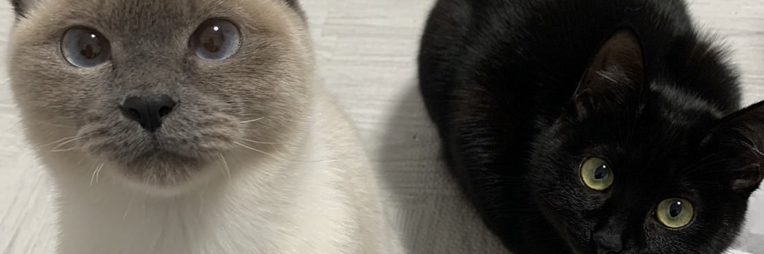 水沢レイン(俳優)制限中⁉️就職中特撮ジサリスのエスピス役　＃動物虐待反対　＃保護猫　と暮らしてます's banner