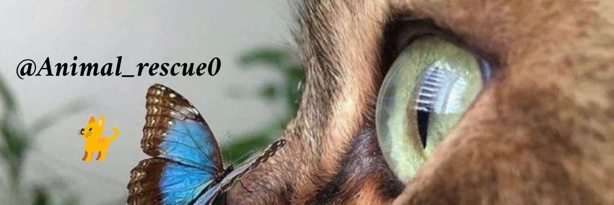 🐈's banner