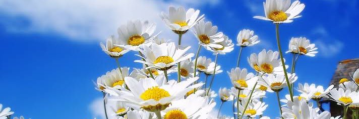 🌸's banner