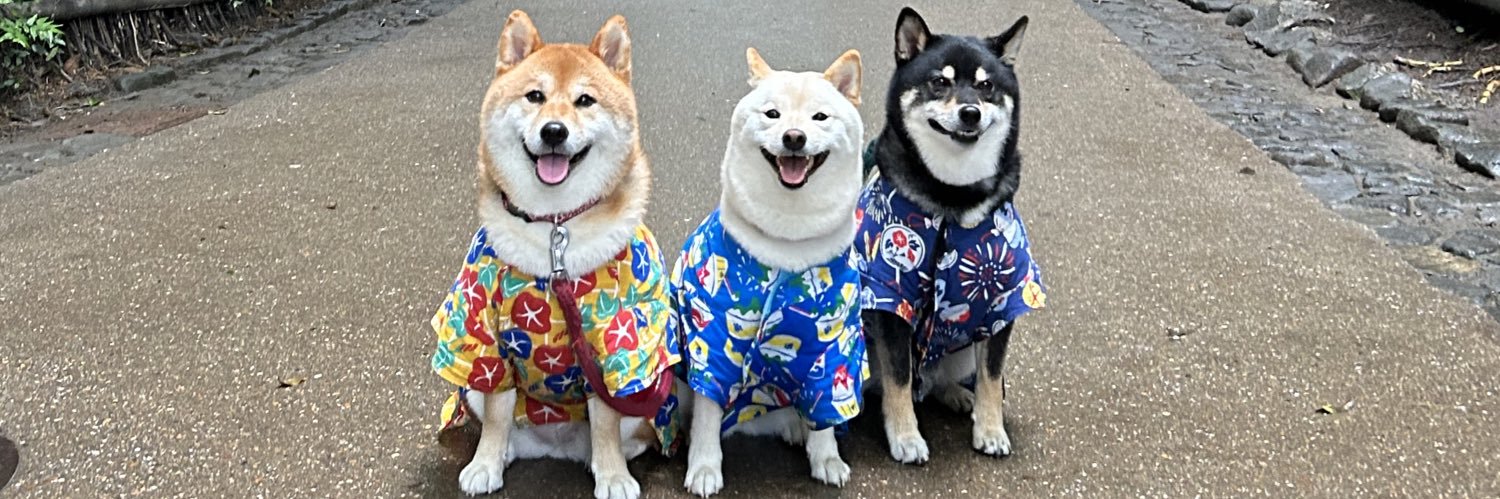 柴犬トリオりーまーるー🐾🐾🐾's banner