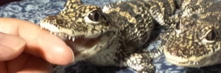 🐊ワニ男🐊【筋肉ワニ野郎】's banner