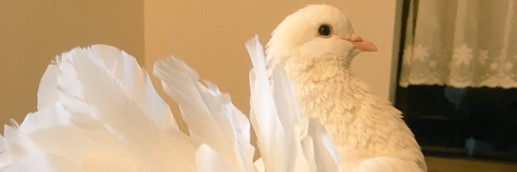 mdp＊まいさん's banner