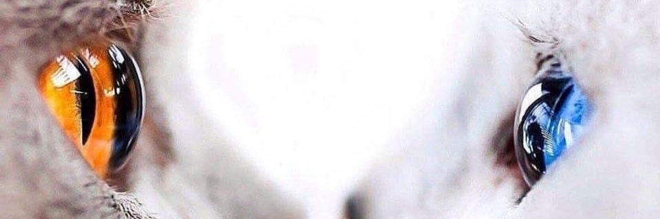 موزه's banner