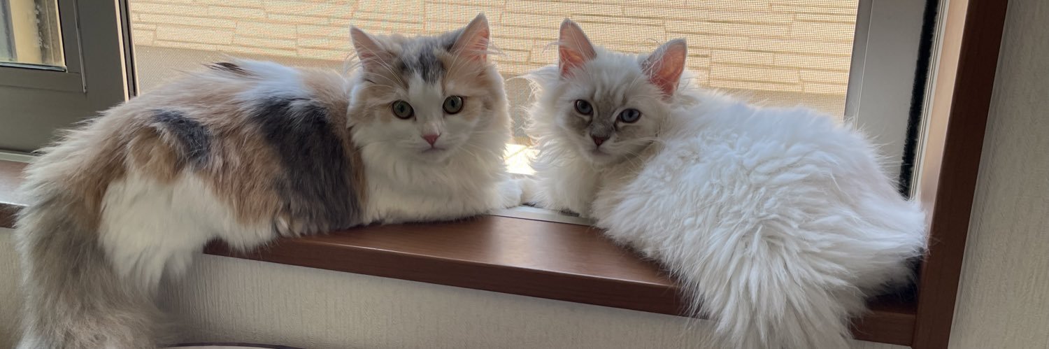 ゆうな🐱🐾もふもふにゃんずふぁみりー🐾's banner