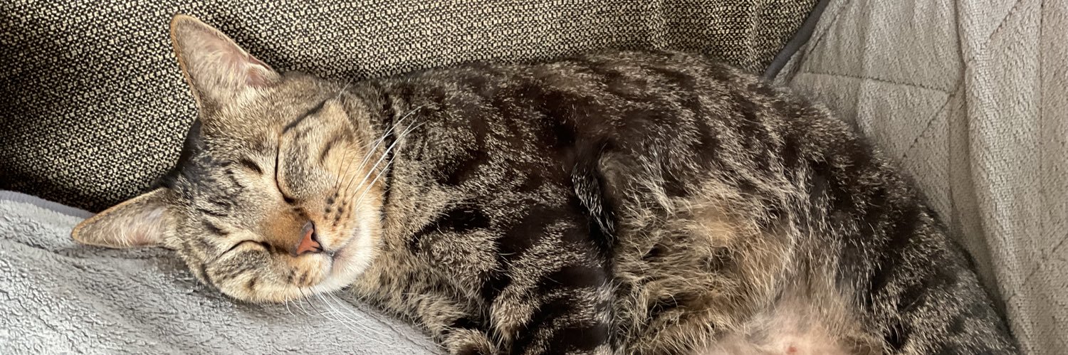 Yoshi 🐈's banner