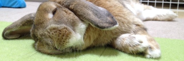 たいさ's banner