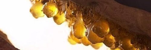 Ant Museum's banner