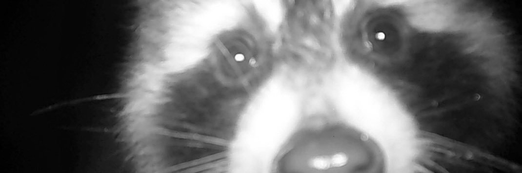͙͘͡ ✮ 𝘬's banner
