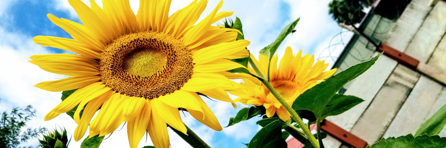 🌻KIDO🌻's banner