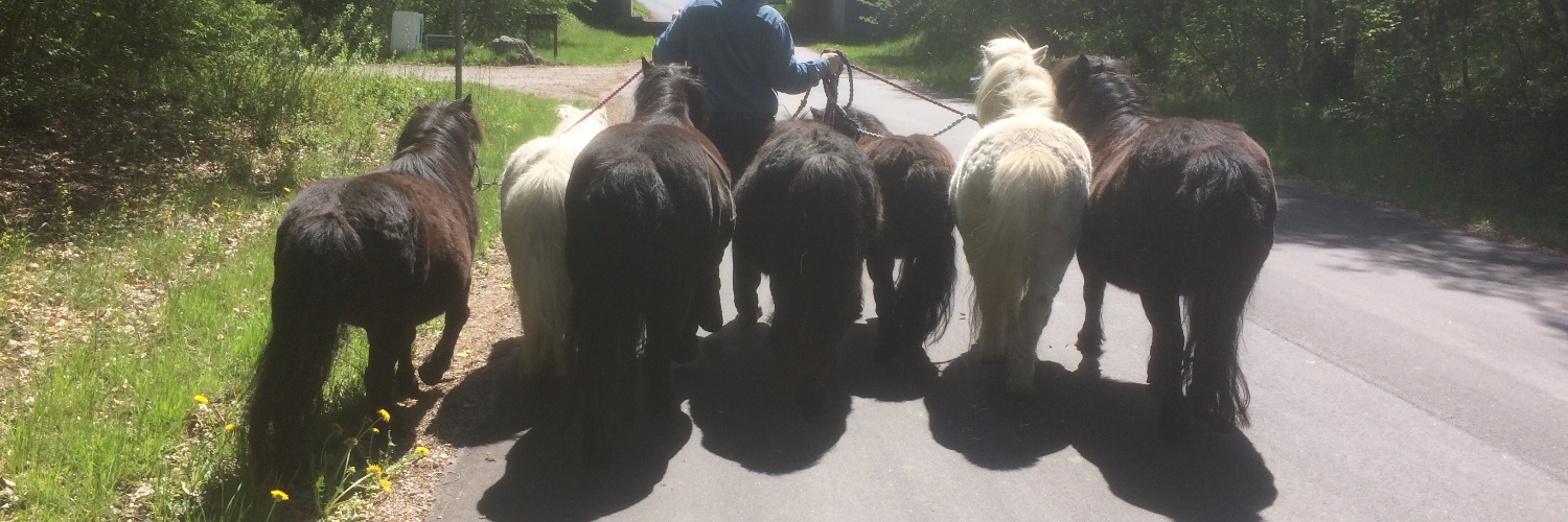 SHETLAND PONY BOOK's banner