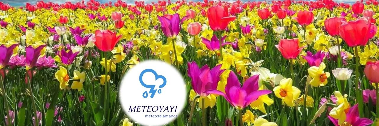 METEOSALAMANCA 's banner