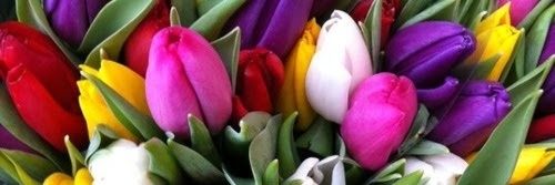 Gaby 🌸's banner