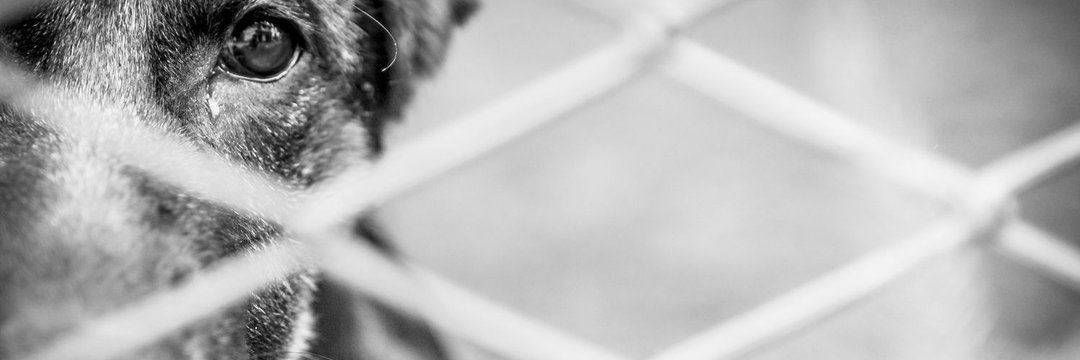 Justicia Animal 🐦🐾's banner